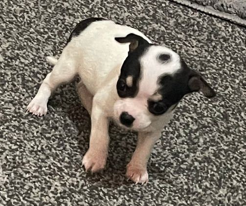 Full breed chihuahuas 