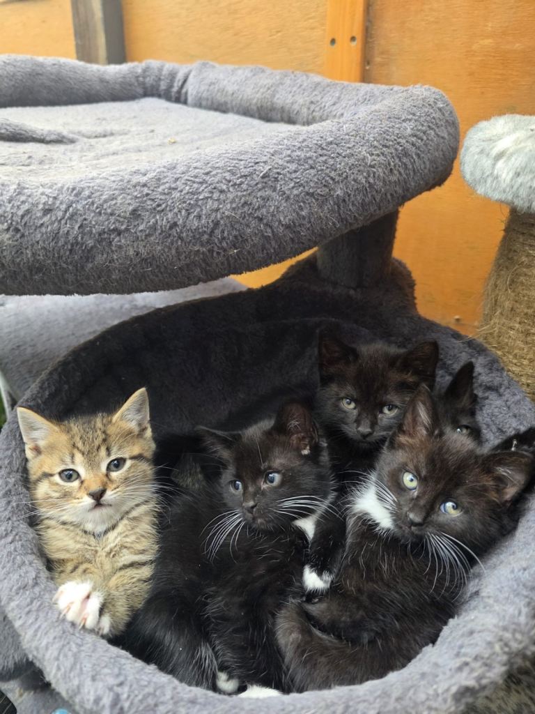 Kittens for a lovely Home 