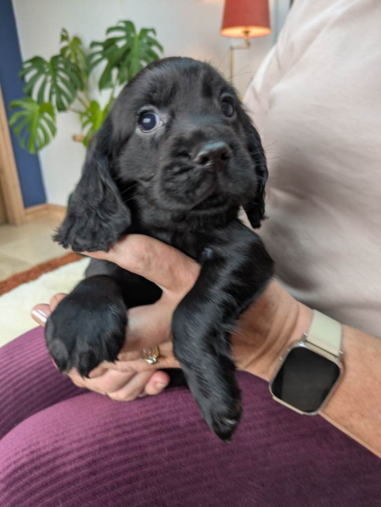 **READY NOW** Stunning Cocker Spaniel Puppies 