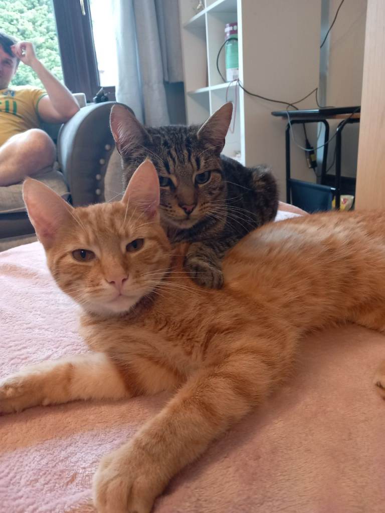 image for 2 cats - brothers. Ginger and tabby cat.