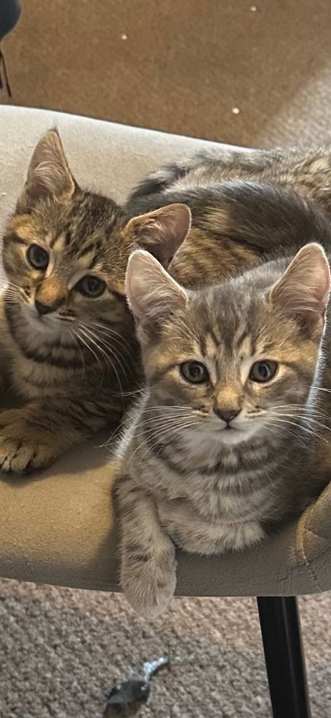Kittens 