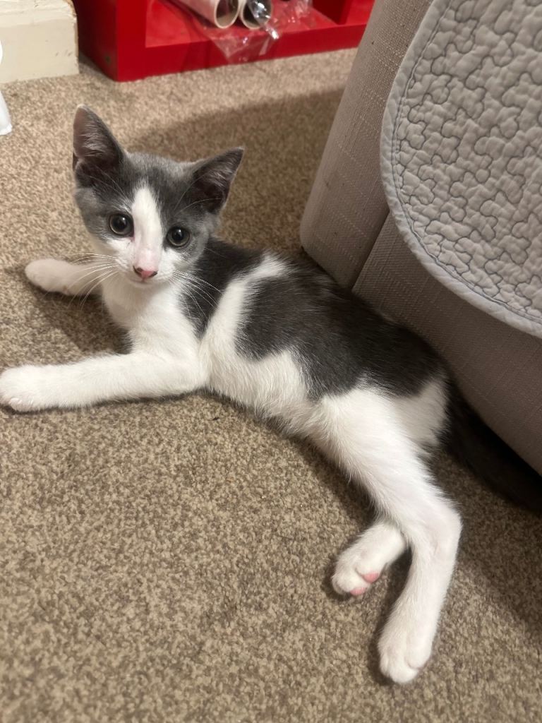 Kitten For Sale Ready to go now