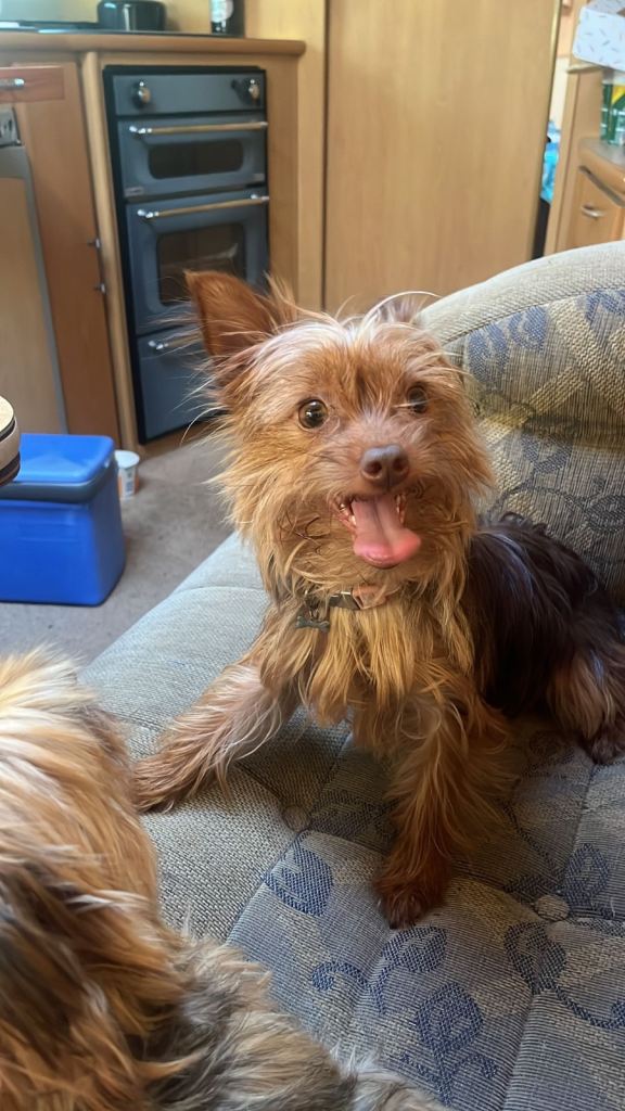2year old Yorkshire terrior