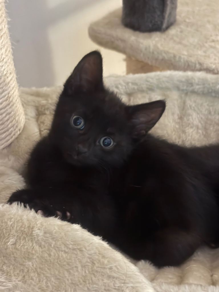 3 Black kittens (boys)