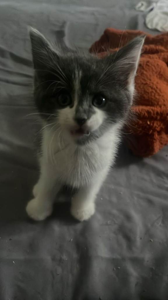 4 kittens for sale 