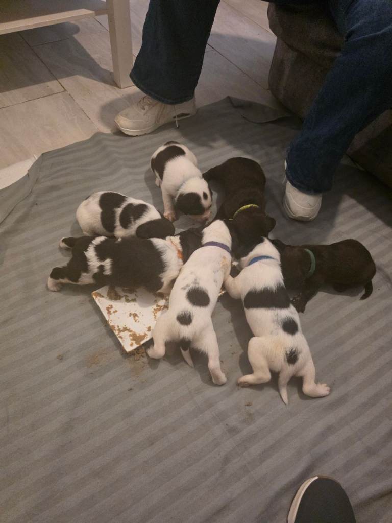Springerdor puppies 