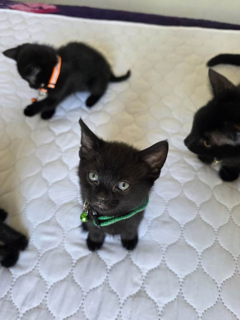 Kittens for sale 
