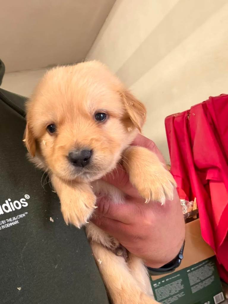 Golden retriever/ Labrador 