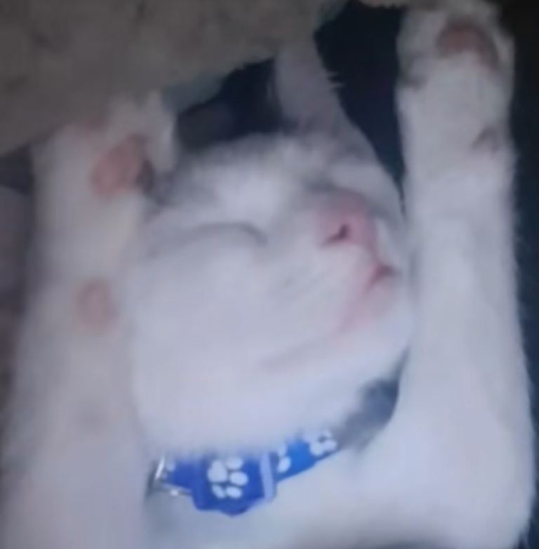 White cat 