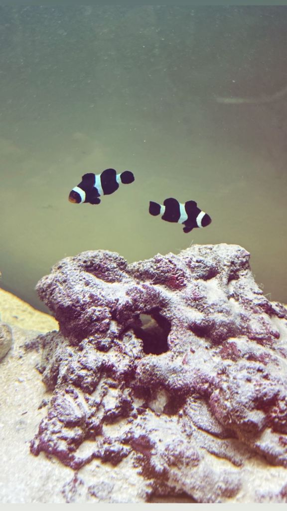 Two Black and White Clownfish 