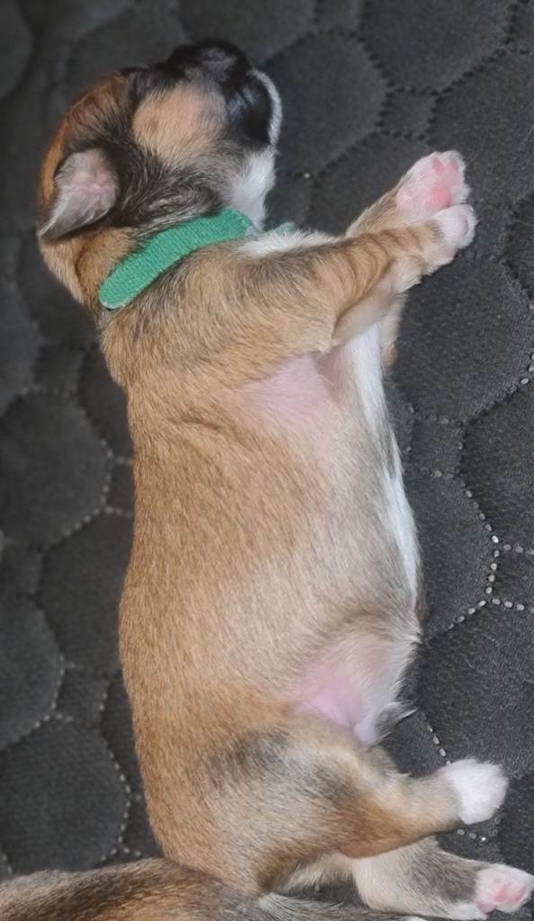 Lhasa apso boy puppies for sale