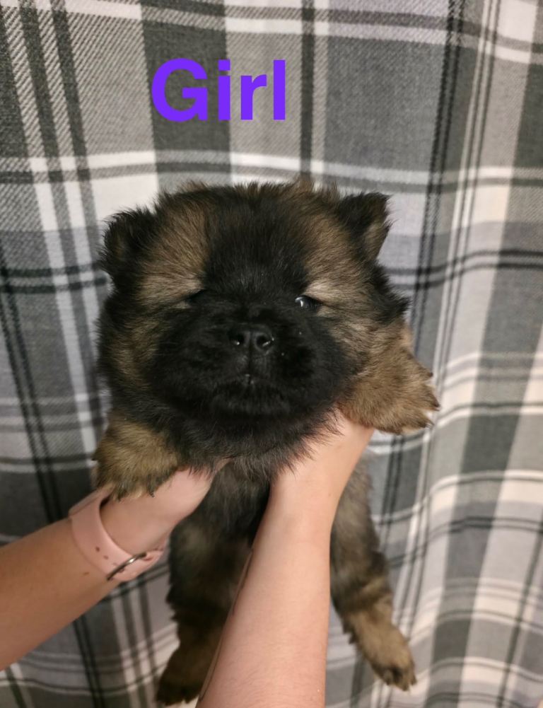 Chow chow puppies for sale 