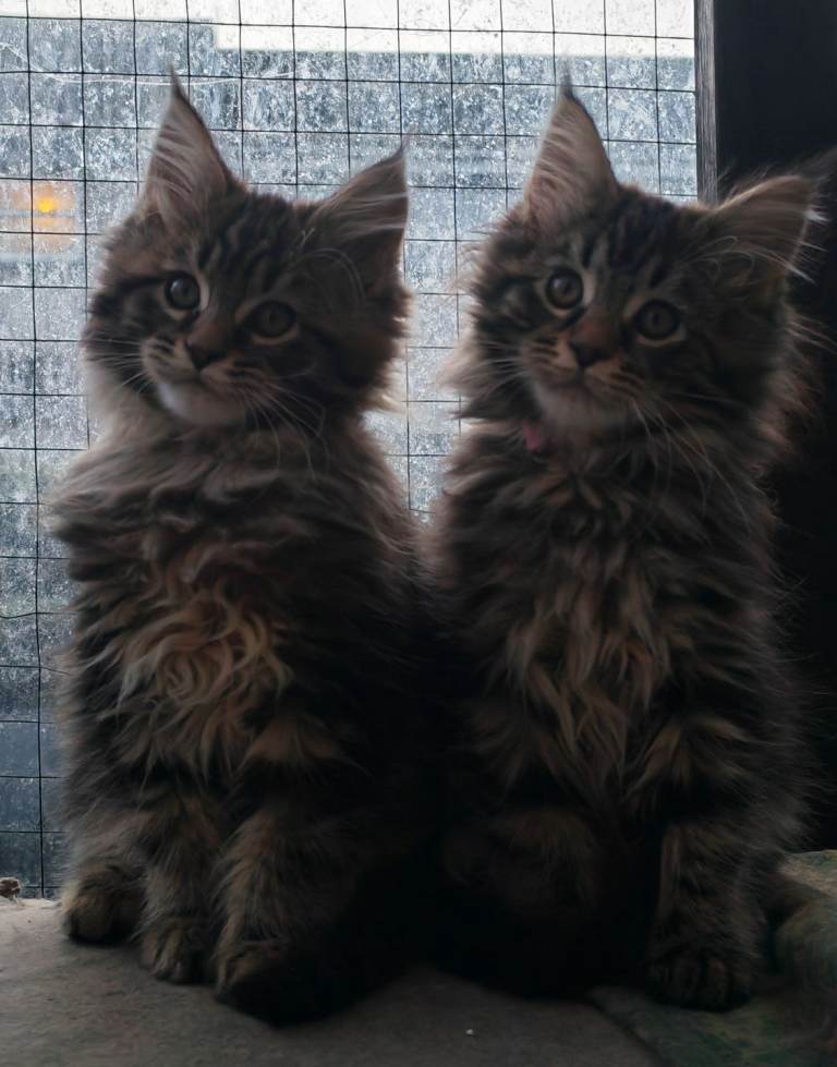 Beautiful Maine Coon kittens 