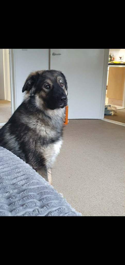 German Shepherd mix 
