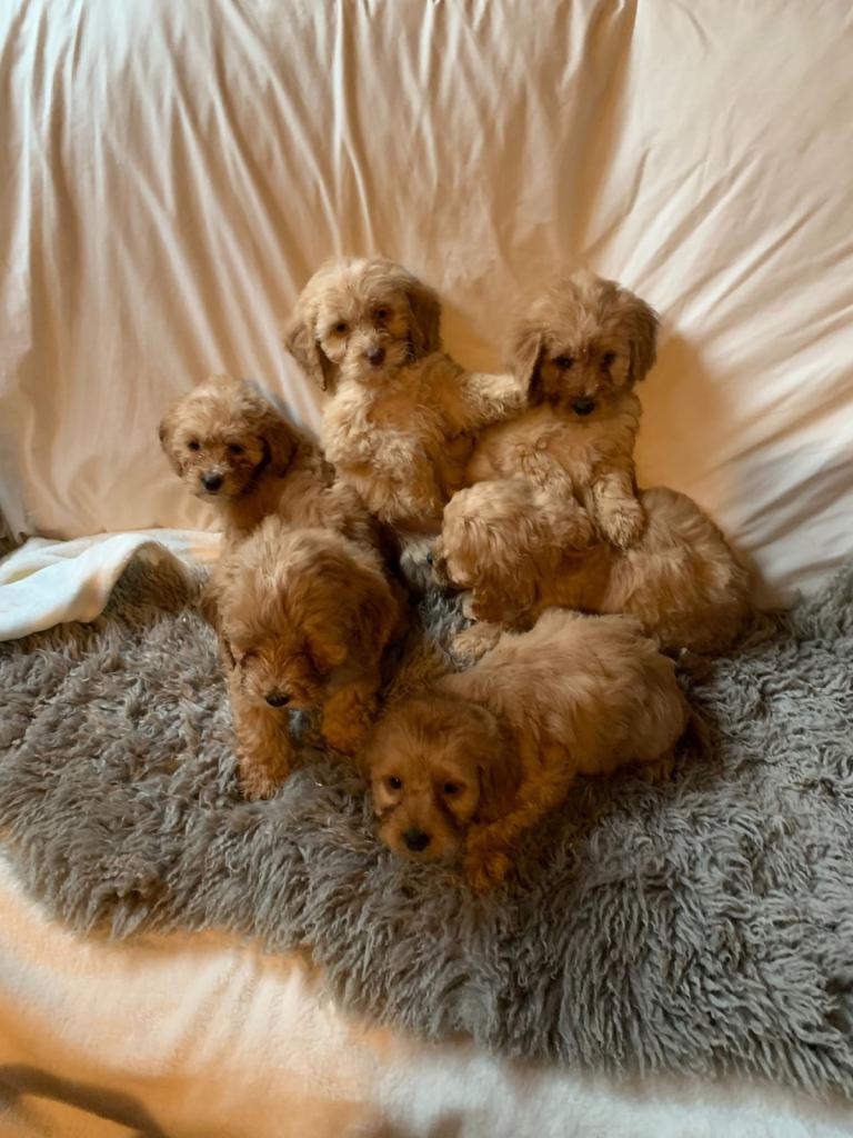 Stunning Cockerpoo puppies! 2 boys & 4 girls 