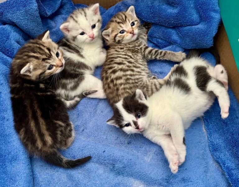 Beautiful British Blue Cross Kittens – Ready Soon 🐾