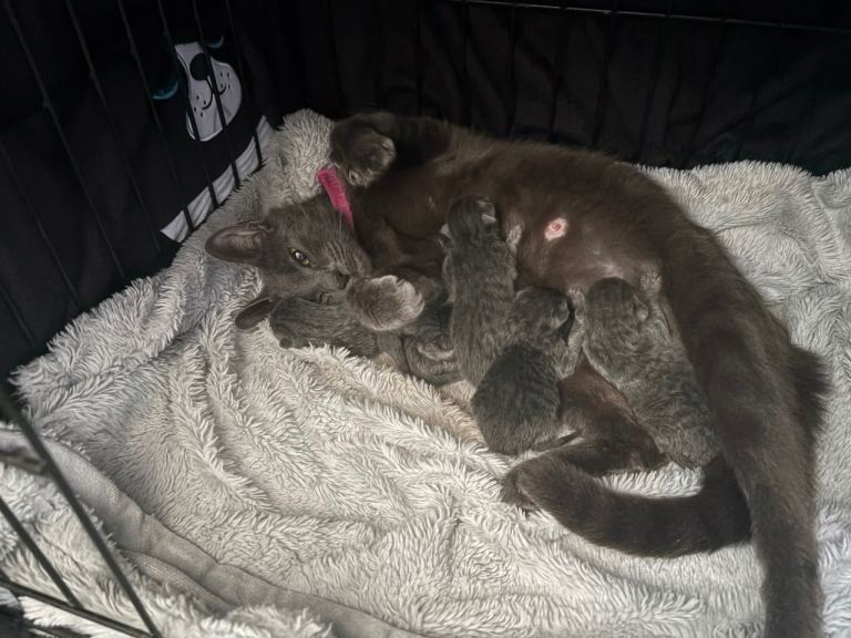 British Shorthair X kittens 