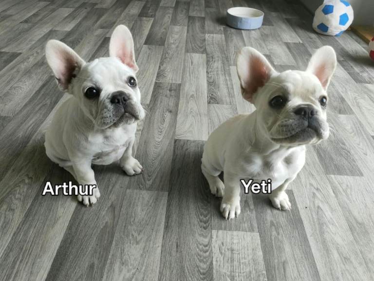 French bulldog puppies KC registered 