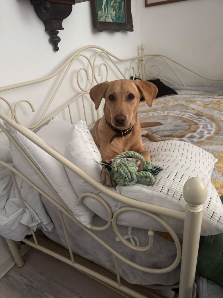Female Labrador 7 months old KC REGISTERED