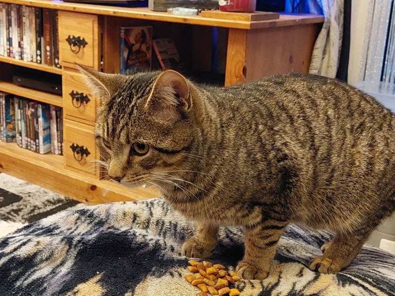 Brother cats looking for new home