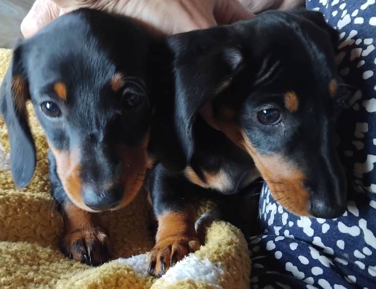 Miniature dashound puppies.
