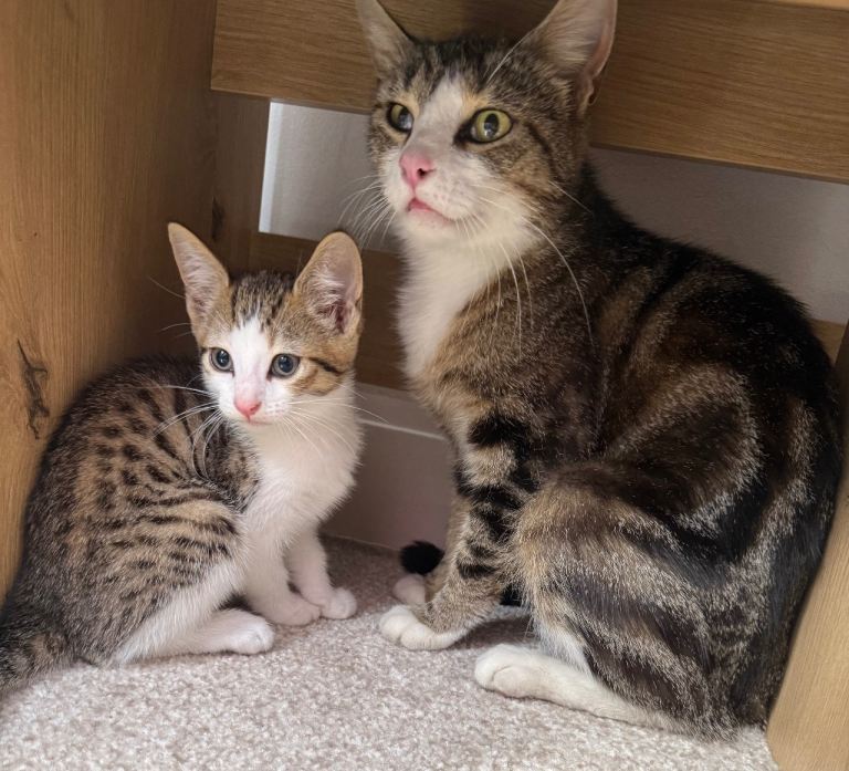 Tabby females. Rosey and Posey. Kitten and cat. 