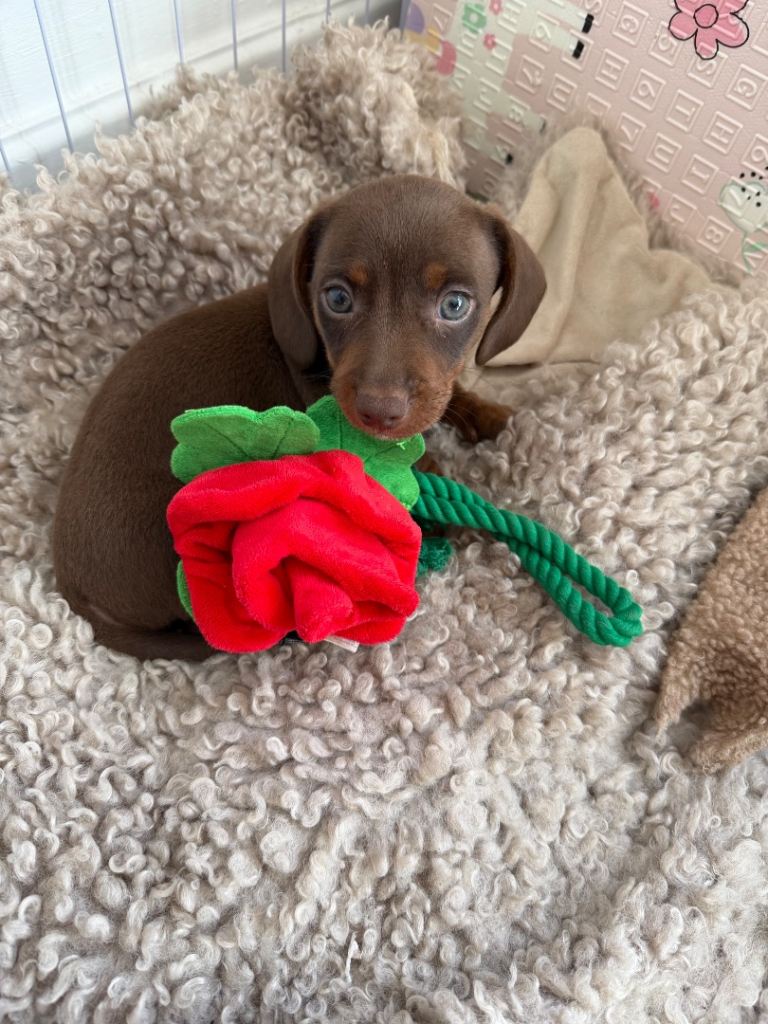 Miniature dachshund puppies