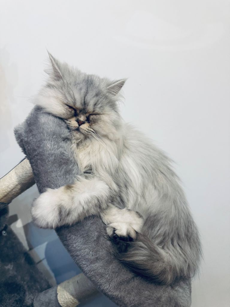 Beautiful 3-Year-Old Persian Girl Looking for a Loving Home