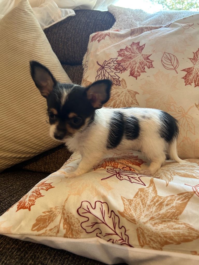 Beautiful chorkie puppies for sale.