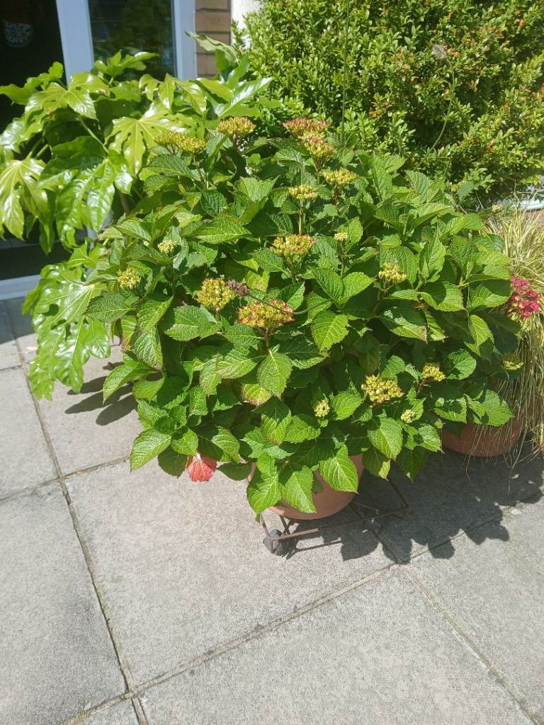 Hydrangea 