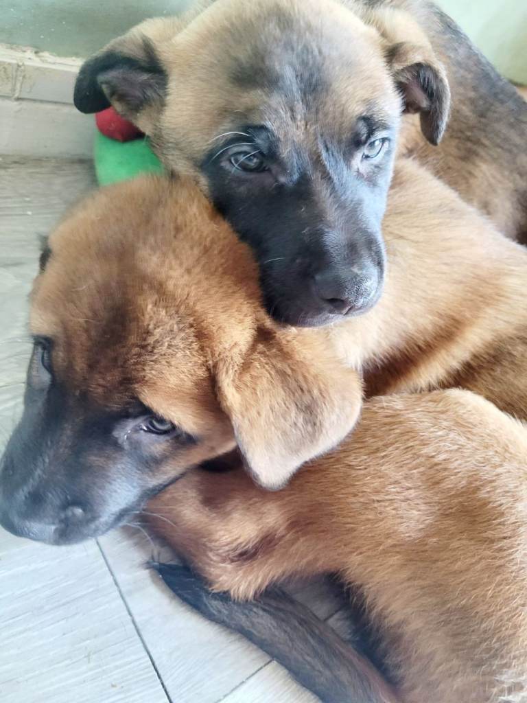 Mixed Breed Puppies - NO TIME WASTERS 