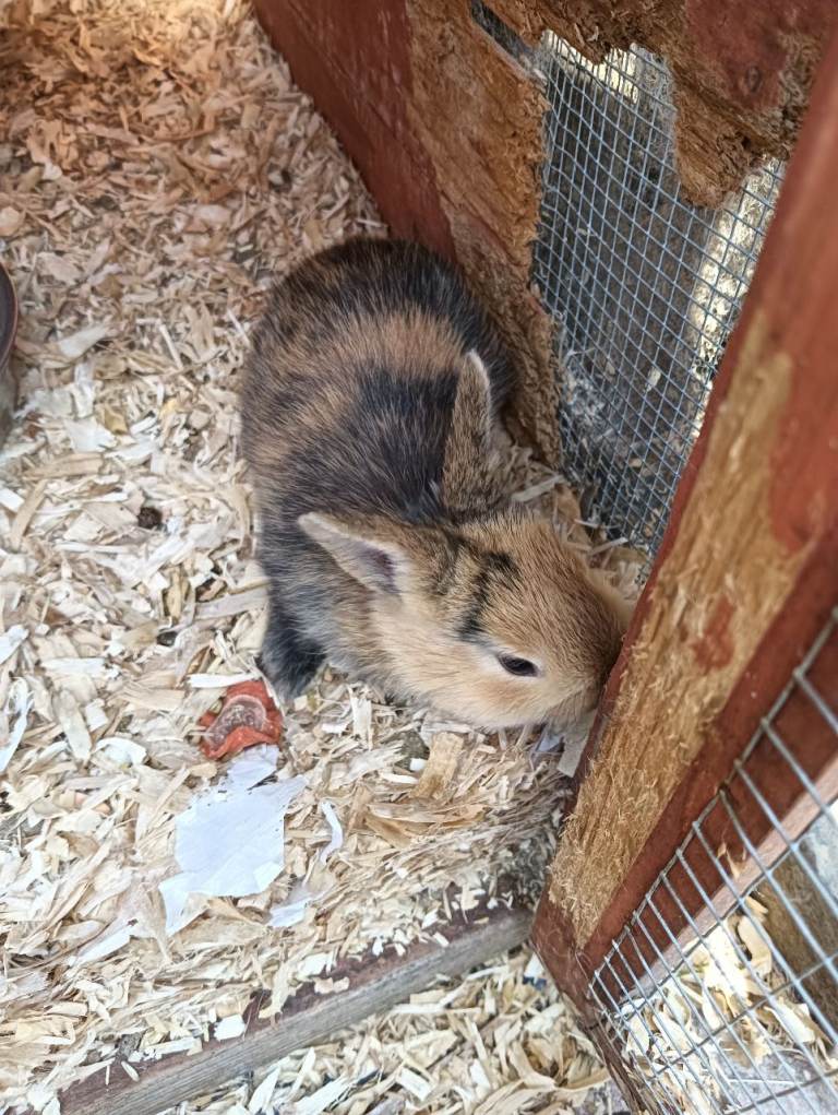 Baby rabbits 