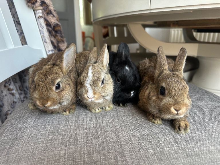 Lovely pure bred Netherland dwarf .