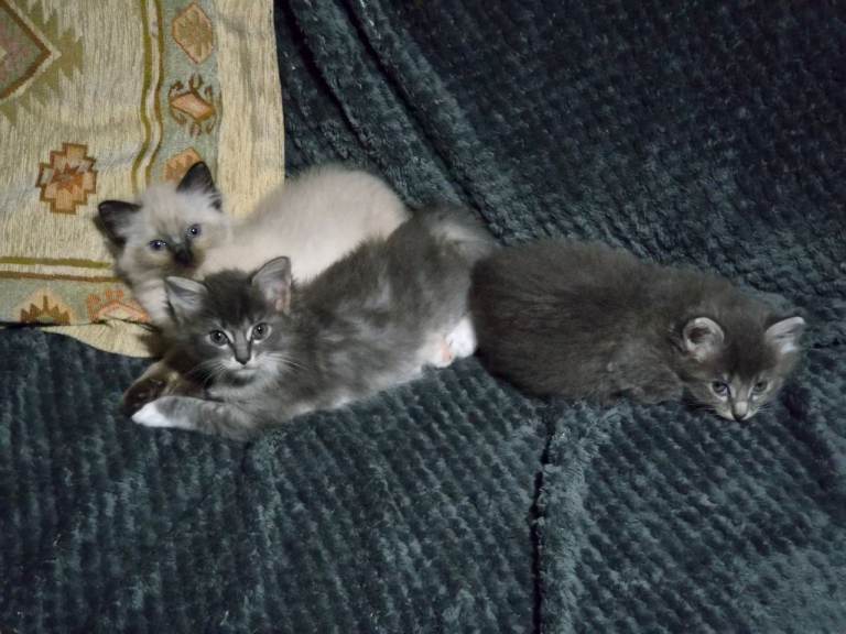 Three gorgeous Ragdoll-cross kittens looking for loving forever homes. 🐾