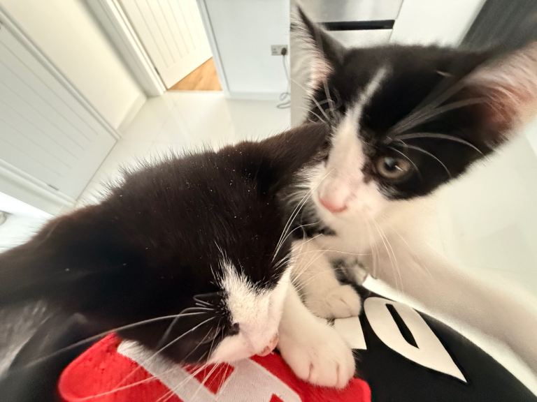 Super Adorable Kittens For Sale 