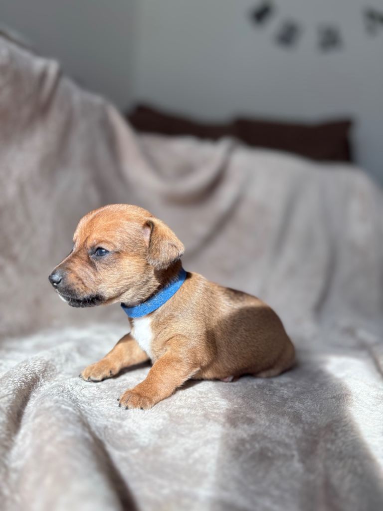 Stunning Jack/Dachshund Puppies 