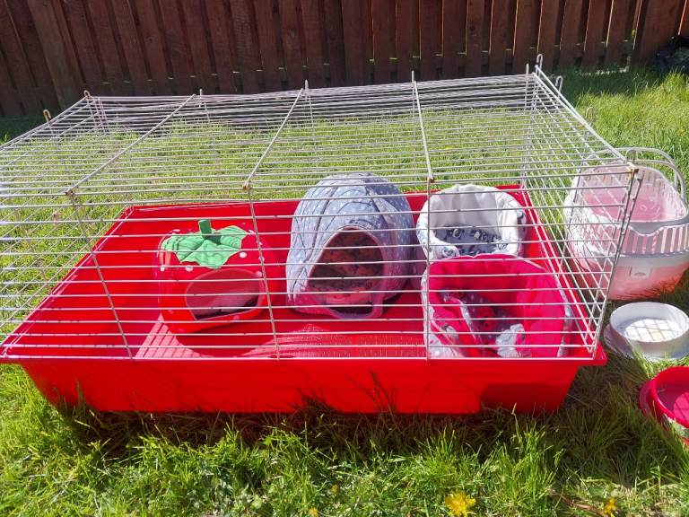Guineas Pigs set