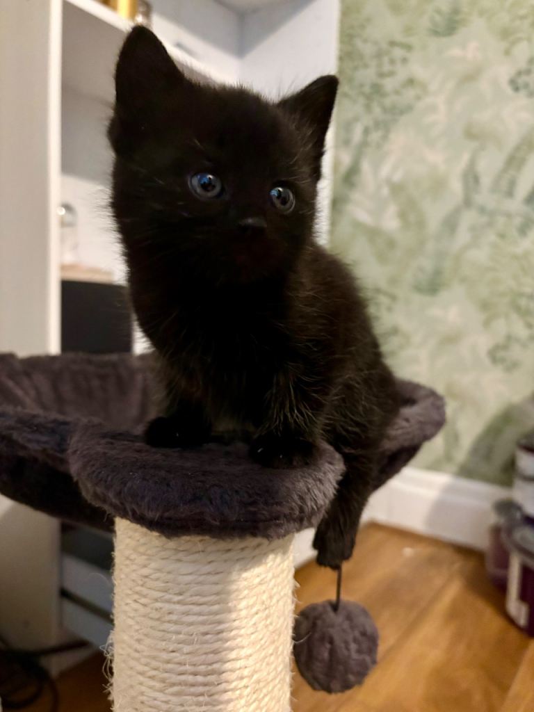 Kittens 
