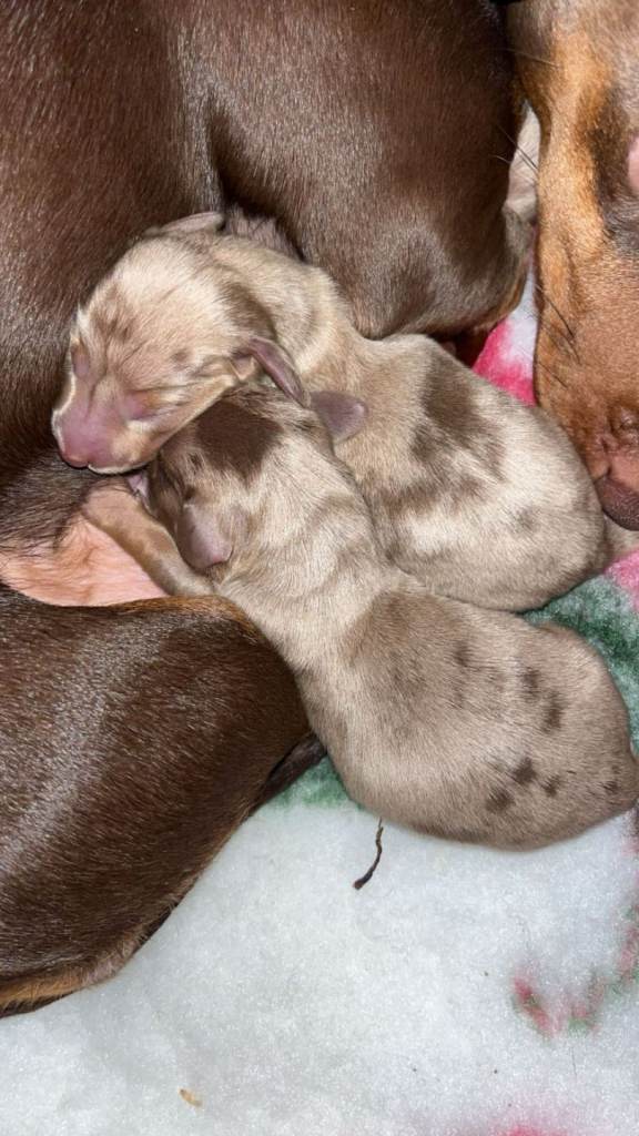 Kc reg miniature dachshund 