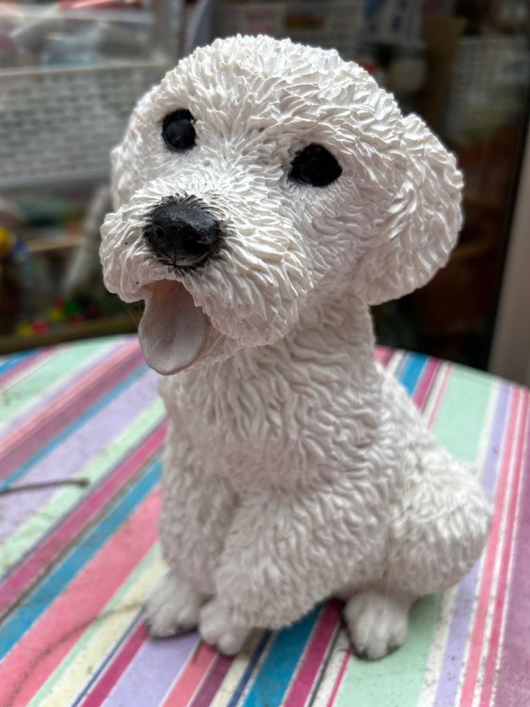 Bicheon or poodle 