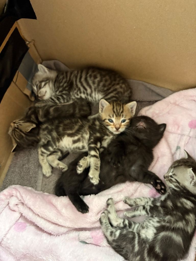 Stunning Litter of Kittens 