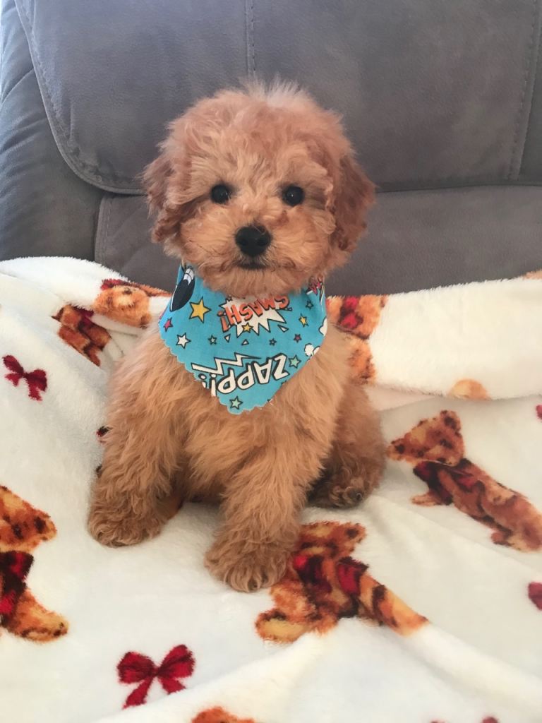 Cavapoochon puppies .last little boy !! 