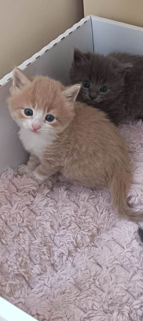 for sale lovely kittens