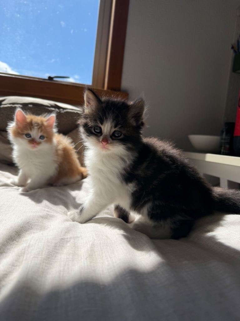 4 Beautiful kittens ready 2 weeks 