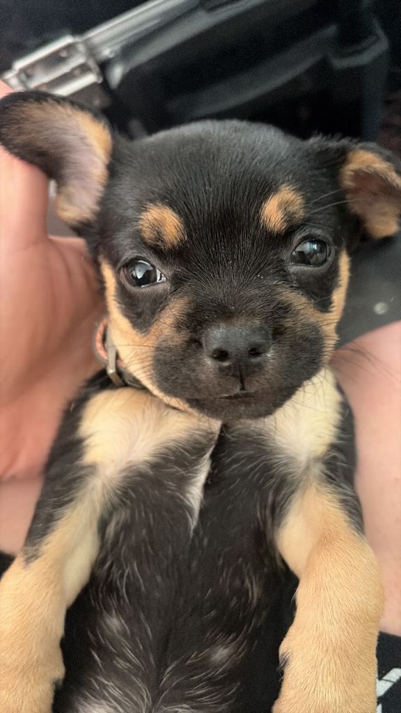 French bulldog and Chihuahua mix