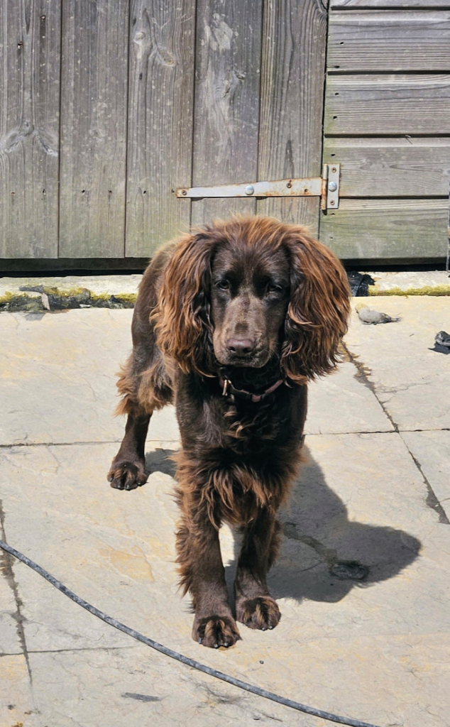 Cocker spaniel 