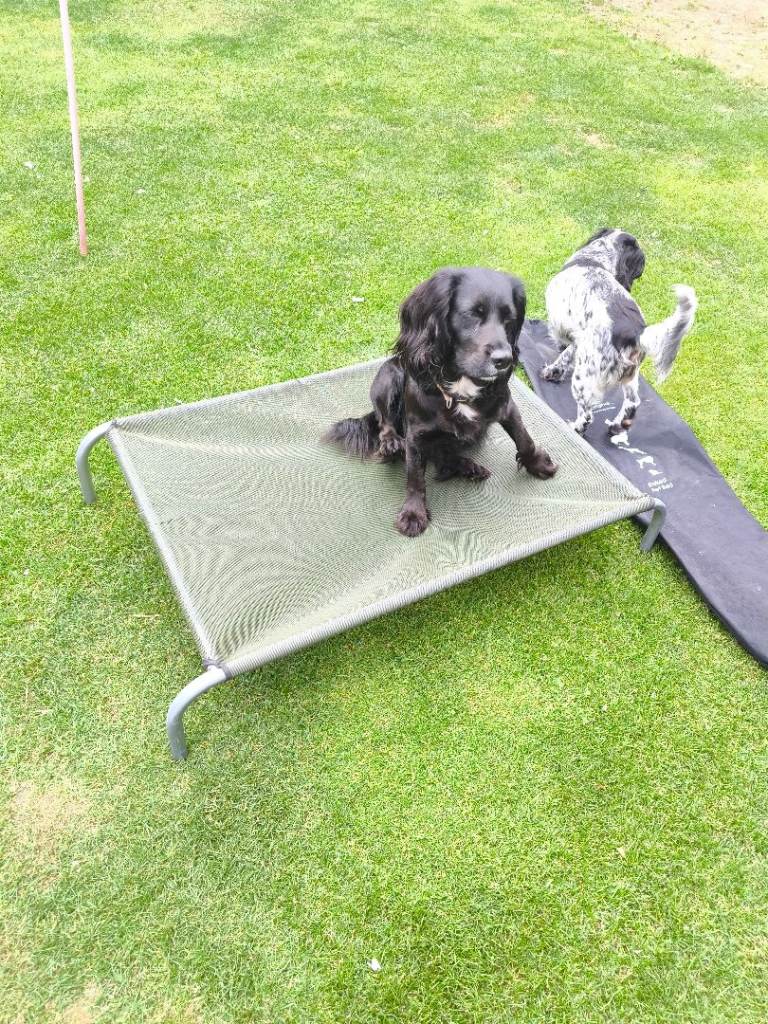 Raised pet bed