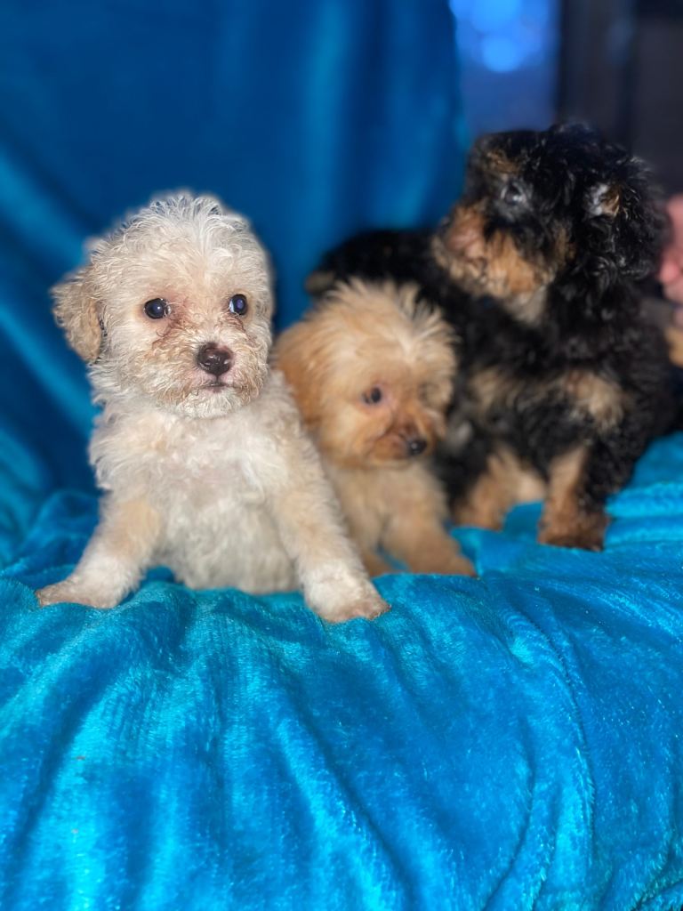 3 quarter toy poodle quarter chihuahua 