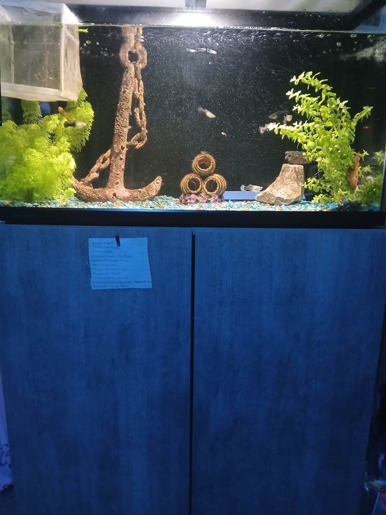 3x fishtanks with🐟 and accessories 