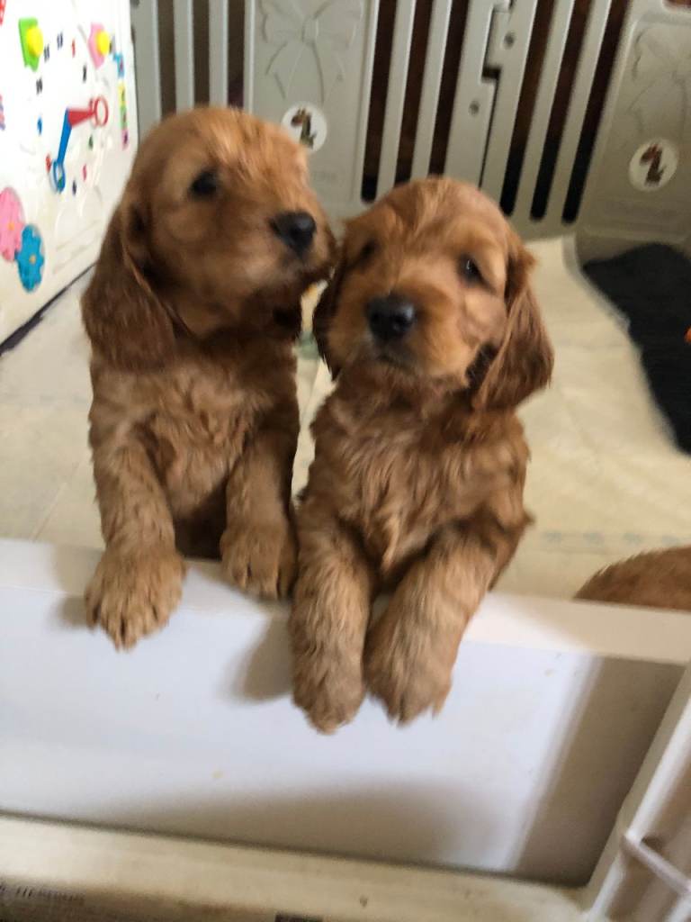 Adorable Cockapoo Puppies Looking for Their Forever Homes!